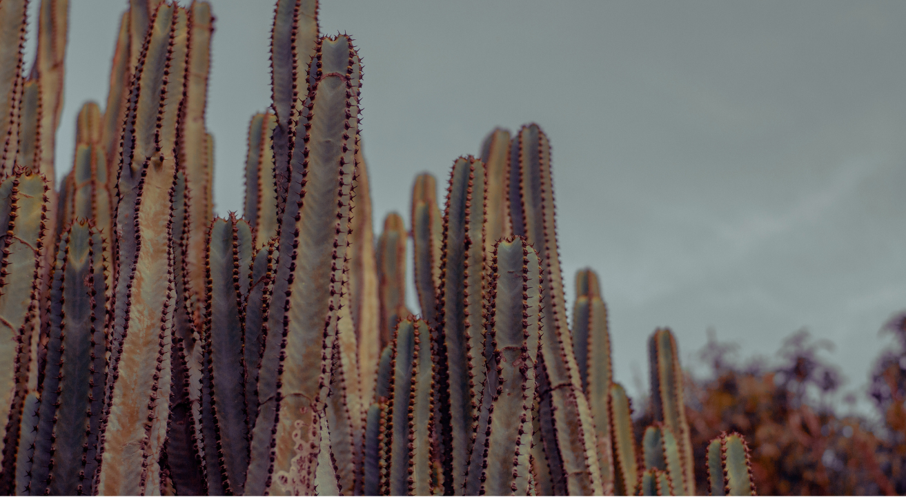 cactus in the blazing desert sun