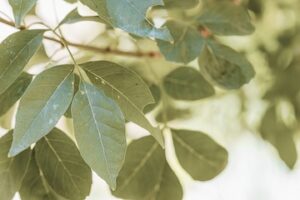 Embracing Nature: The Benefits of Biophilic Design