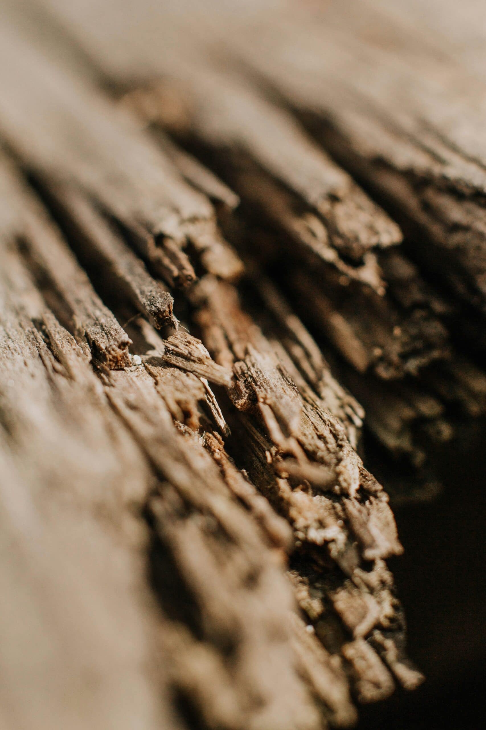Texture of broken tree trunk representing Reclaimed Flooring collection